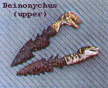 awarddeinonychus